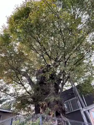 犬塚・犬塚の欅の自然