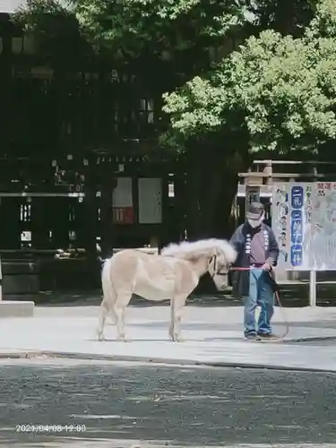 平塚八幡宮の動物
