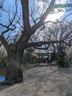 相馬神社の{uncategorized: "未分類", other: "その他", undefined: "問題あり", building: "その他建物", grave: "お墓", sacred_gate: "鳥居", guardian: "狛犬", statue: "像", buddha: "仏像", history: "歴史", nature: "自然", garden: "庭園", animal: "動物", pagoda: "塔", temizu: "手水舎", mountain_gate: "山門・神門", sanctuary: "本殿・本堂", subordinate: "末社・摂社", art: "芸術", scenery: "景色", jizo: "地蔵", ema: "絵馬", goshuin: "御朱印", omikuji: "おみくじ", items: "授与品その他", amulet: "お守り", goshuincho: "御朱印帳", eats: "食事", festival: "お祭り", votive_dance: "神楽", shichigosan: "七五三参", wedding: "結婚式", experience: "体験その他", initially: "初詣", around: "周辺", anti_infection: "感染症対策"}