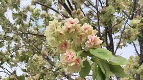 平野神社の自然