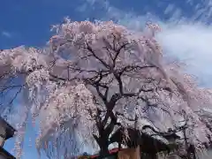 東昌寺の自然