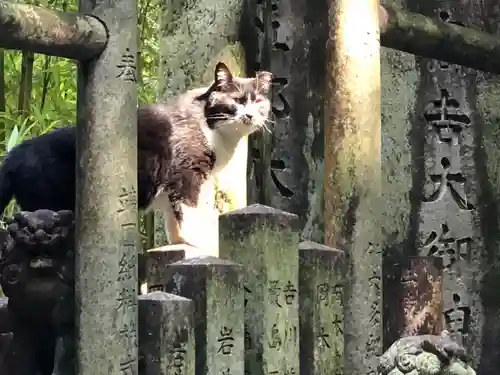 伏見稲荷大社(京都府)