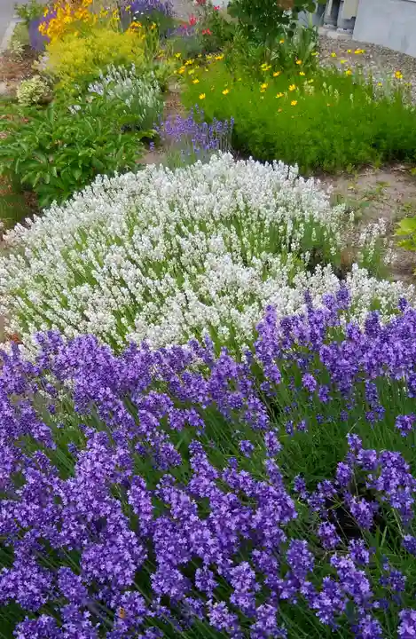 美瑛神社の自然