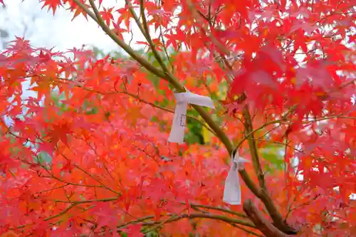 鍬山神社の自然