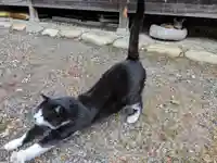 八幡社(柏井町)の動物