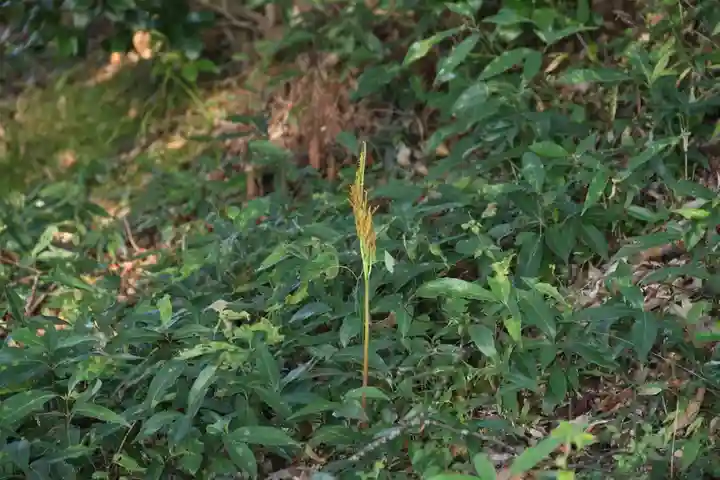 阿久津「田村神社」(郡山市阿久津町)旧社名:伊豆箱根三嶋三社の自然
