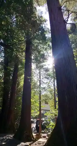 萩日吉神社の自然