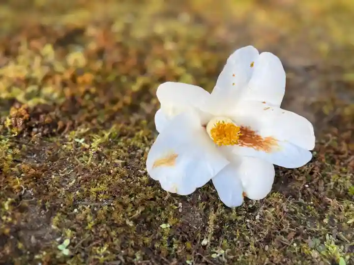 西方山極楽寺(岐阜県)
