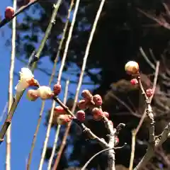 鹿島大神宮の自然