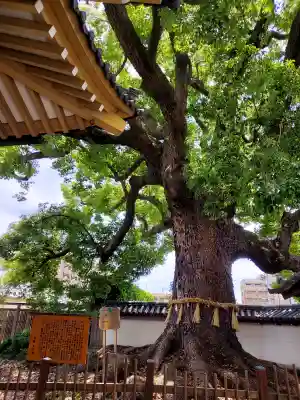 大聖観音寺（あびこ観音）(大阪府)