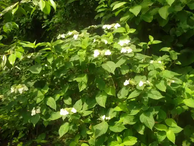 御霊神社の自然