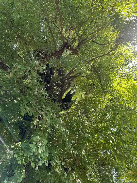 飛木稲荷神社(東京都)