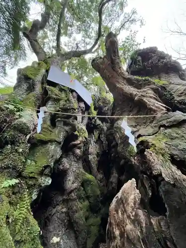 來宮神社(静岡県)