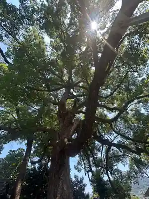 高忍日賣神社(愛媛県)