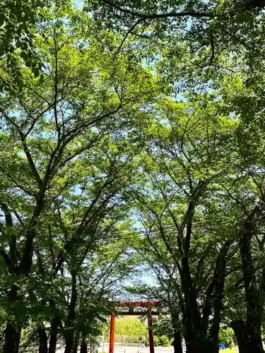 子檀嶺神社の鳥居