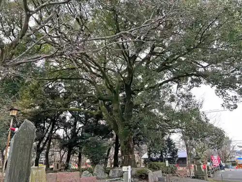 岐阜護國神社の自然
