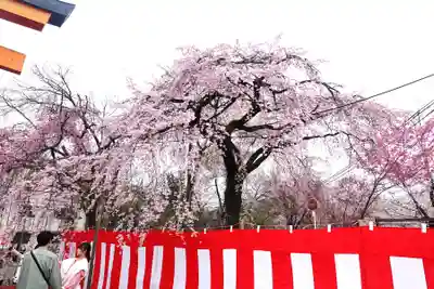 平野神社(京都府)