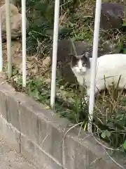 正栄寺の動物