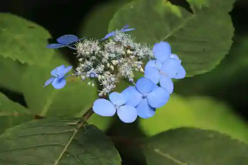 隠津島神社の自然