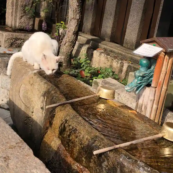 櫻井神社の動物