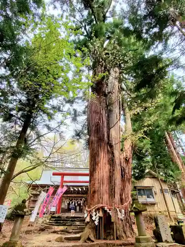 磐椅神社の自然
