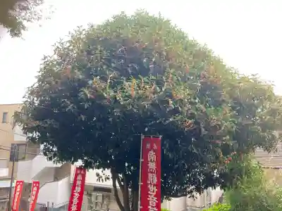 大船観音寺(神奈川県)