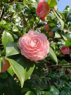 白金氷川神社(東京都)