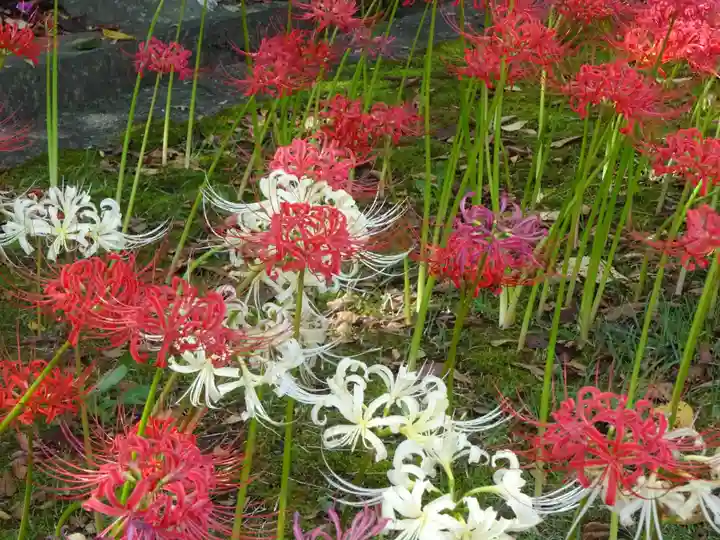横浜 西方寺の自然