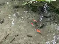 二宮神社の動物