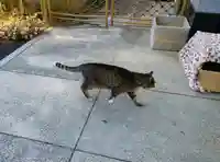 白金氷川神社の動物