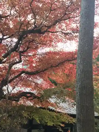 長谷寺の自然