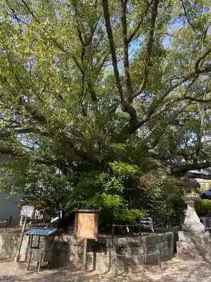 闘鶏神社(和歌山県)