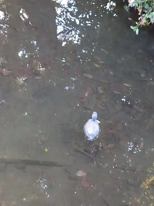 進雄神社の動物