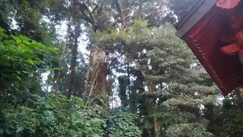 近津神社の建物その他