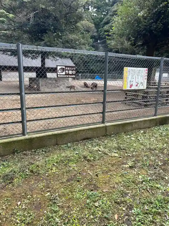鹿島神宮の動物