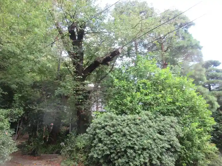 寶泉寺(宝泉寺)(東京都)
