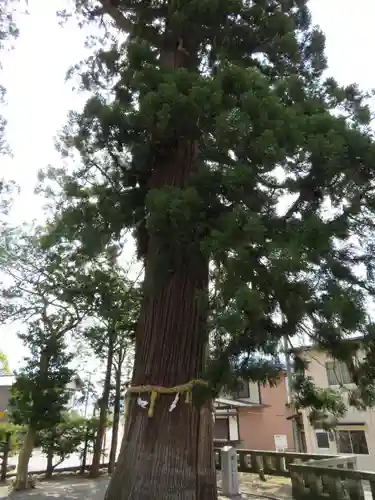 飛騨一宮水無神社の自然