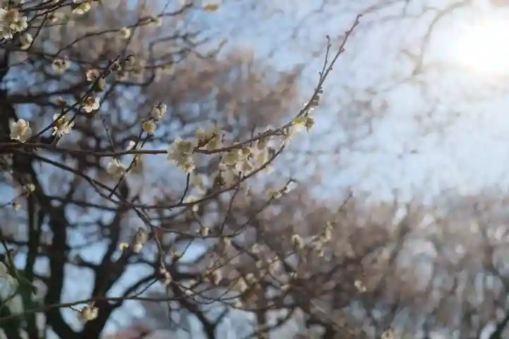 谷保天満宮の{uncategorized: "未分類", other: "その他", undefined: "問題あり", building: "その他建物", grave: "お墓", sacred_gate: "鳥居", guardian: "狛犬", statue: "像", buddha: "仏像", history: "歴史", nature: "自然", garden: "庭園", animal: "動物", pagoda: "塔", temizu: "手水舎", mountain_gate: "山門・神門", sanctuary: "本殿・本堂", subordinate: "末社・摂社", art: "芸術", scenery: "景色", jizo: "地蔵", ema: "絵馬", goshuin: "御朱印", omikuji: "おみくじ", items: "授与品その他", amulet: "お守り", goshuincho: "御朱印帳", eats: "食事", festival: "お祭り", votive_dance: "神楽", shichigosan: "七五三参", wedding: "結婚式", experience: "体験その他", initially: "初詣", around: "周辺", anti_infection: "感染症対策"}
