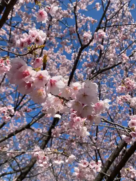 氷川女體神社の{uncategorized: "未分類", other: "その他", undefined: "問題あり", building: "その他建物", grave: "お墓", sacred_gate: "鳥居", guardian: "狛犬", statue: "像", buddha: "仏像", history: "歴史", nature: "自然", garden: "庭園", animal: "動物", pagoda: "塔", temizu: "手水舎", mountain_gate: "山門・神門", sanctuary: "本殿・本堂", subordinate: "末社・摂社", art: "芸術", scenery: "景色", jizo: "地蔵", ema: "絵馬", goshuin: "御朱印", omikuji: "おみくじ", items: "授与品その他", amulet: "お守り", goshuincho: "御朱印帳", eats: "食事", festival: "お祭り", votive_dance: "神楽", shichigosan: "七五三参", wedding: "結婚式", experience: "体験その他", initially: "初詣", around: "周辺", anti_infection: "感染症対策"}