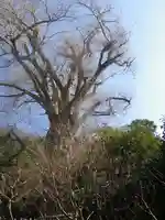 荏柄天神社の自然