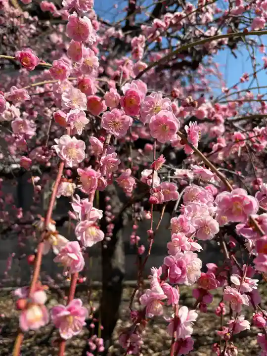 難波熊野神社の{uncategorized: "未分類", other: "その他", undefined: "問題あり", building: "その他建物", grave: "お墓", sacred_gate: "鳥居", guardian: "狛犬", statue: "像", buddha: "仏像", history: "歴史", nature: "自然", garden: "庭園", animal: "動物", pagoda: "塔", temizu: "手水舎", mountain_gate: "山門・神門", sanctuary: "本殿・本堂", subordinate: "末社・摂社", art: "芸術", scenery: "景色", jizo: "地蔵", ema: "絵馬", goshuin: "御朱印", omikuji: "おみくじ", items: "授与品その他", amulet: "お守り", goshuincho: "御朱印帳", eats: "食事", festival: "お祭り", votive_dance: "神楽", shichigosan: "七五三参", wedding: "結婚式", experience: "体験その他", initially: "初詣", around: "周辺", anti_infection: "感染症対策"}