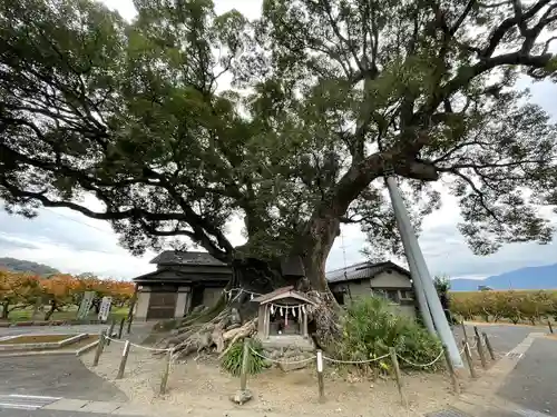 隠家の森の自然