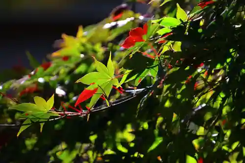 鹿島大神宮の自然