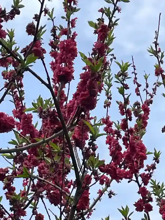 歌泉堂(春日大社神苑萬葉植物園内鎮座)(奈良県)