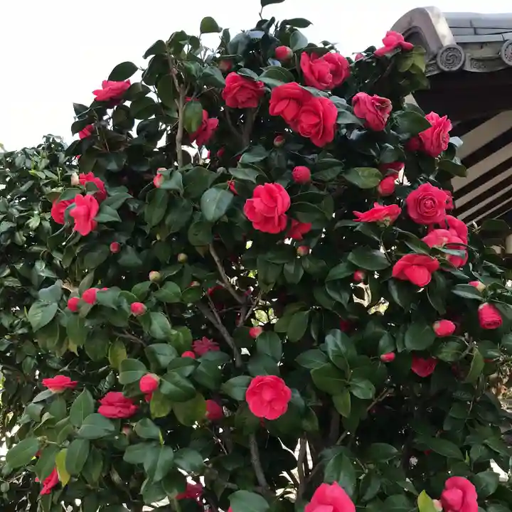 龍眼寺(萩寺)の自然