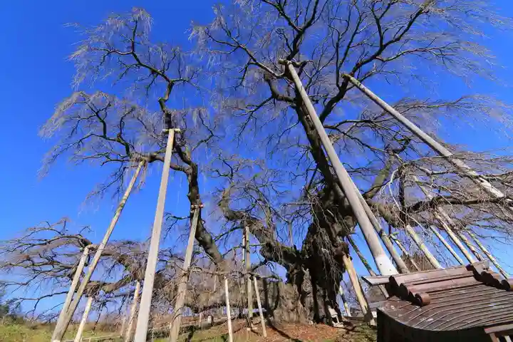 瀧桜神明宮の自然