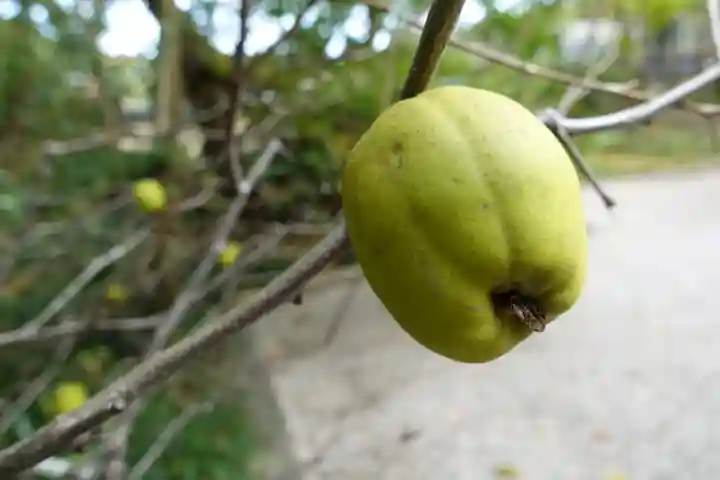 賀茂御祖神社(下鴨神社)の自然