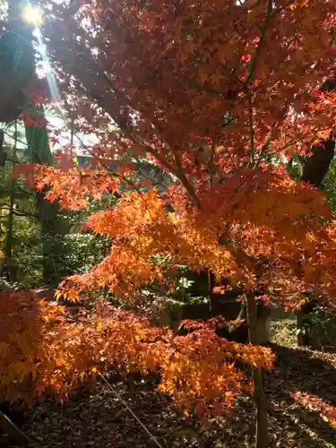 北野天満宮の自然
