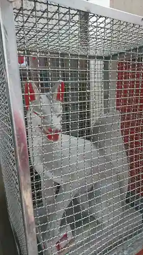 小岩箭弓稲荷神社の狛犬