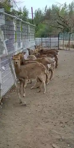 相州春日神社の動物